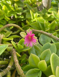 Rose Aptenia Plant Seeds for Planting Non-GMO Heirloom Garden Seeds for Growing Beautiful Flowers