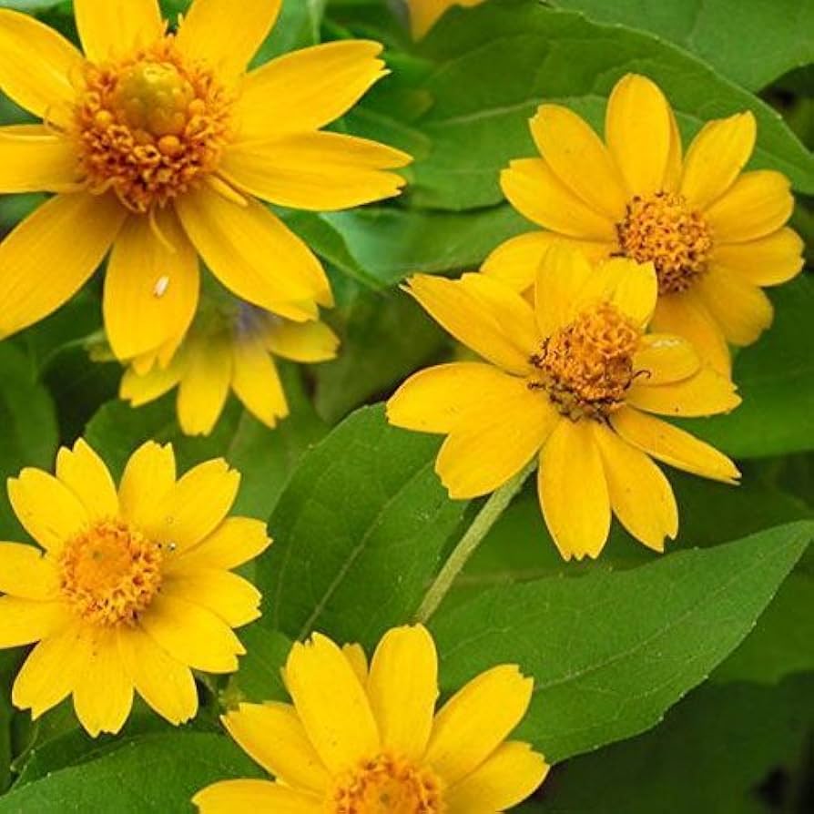 Heirloom Non-GMO Melampodium Flower Seeds for Garden – Bright Long-Lasting Blooms