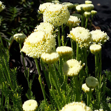 Santolina Etrusca Flower Seeds – Heirloom, Non-GMO, Aromatic Silver Foliage Blooms for Garden Planting