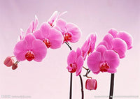 Baby Pink Orchid Seeds for Planting - NON GMO Seeds