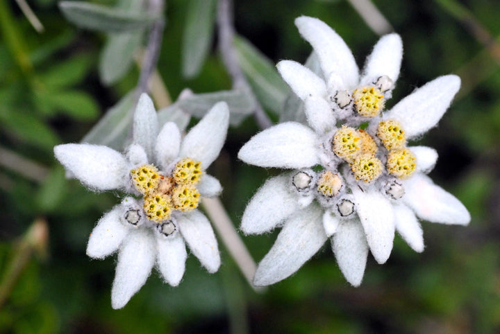 White Leontopodium Flower Seeds for Planting, Fresh, NON GMO Seeds