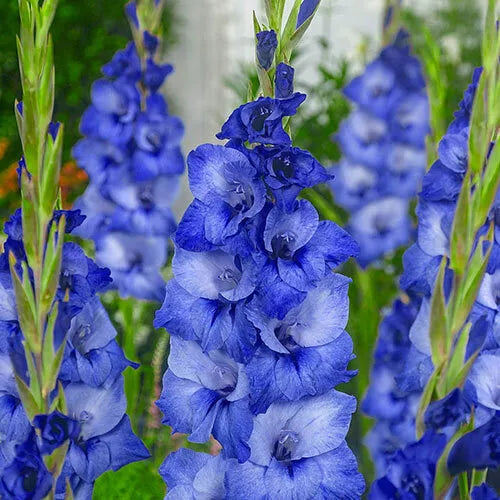 Organic Blue Gladiolus Flower Seeds for Planting – Heirloom, Non-GMO