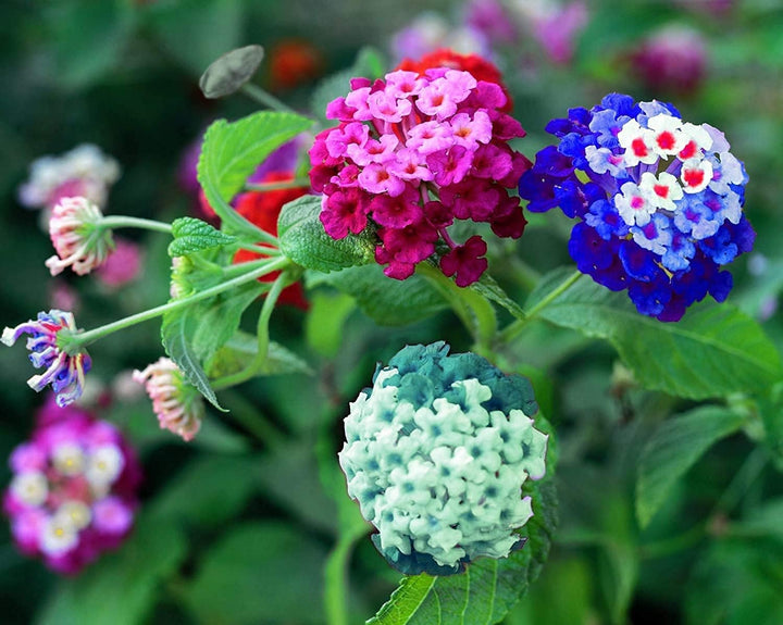 Mixed Lantana Camara Flower Seeds â€“ Organic, Heirloom, Non-GMO Seeds for Planting