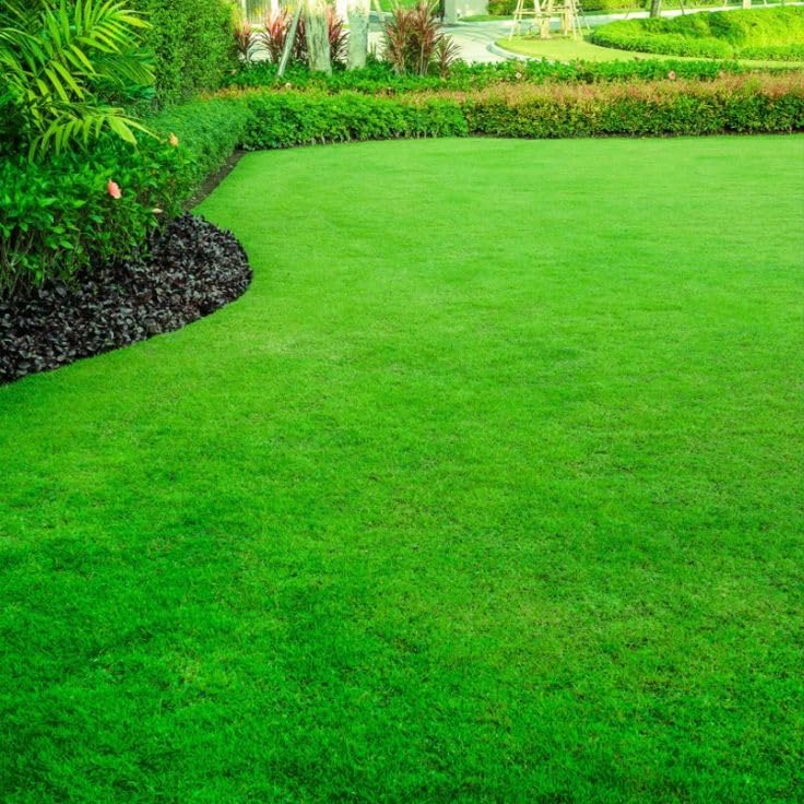 Fast-Growing Lawn Grass Seeds ? Colorful & Durable for Yards
