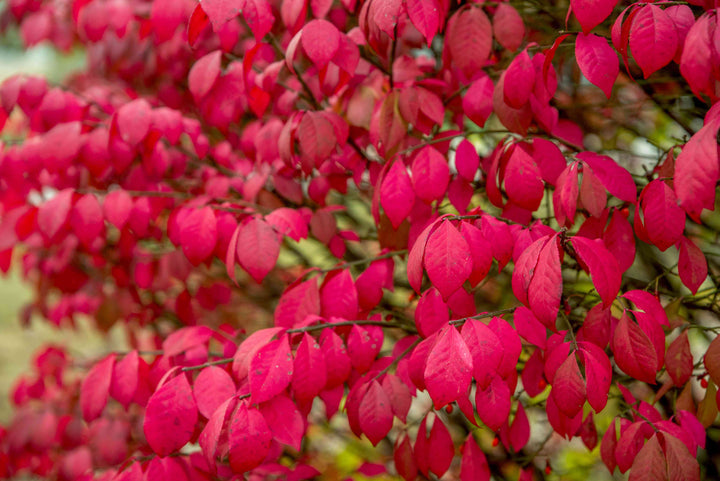 Organic Red Burning Bush Flower Seeds for Planting – Heirloom, Non-GMO