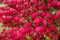 Organic Red Burning Bush Flower Seeds for Planting – Heirloom, Non-GMO