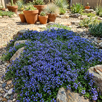 Heirloom Blue Creeping Thyme Flower Seeds – Non-GMO Seeds for Ground Cover Gardening