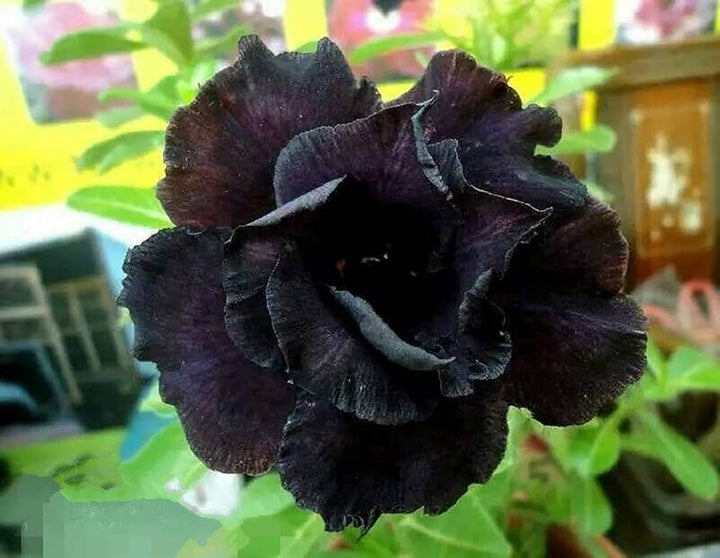 Heirloom Black Adenium Flower Seeds – Non-GMO Unique Desert Blooms for Garden Planting