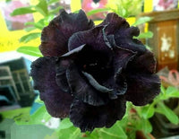 Heirloom Black Adenium Flower Seeds – Non-GMO Unique Desert Blooms for Garden Planting
