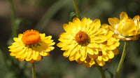 Yellow Strawflower Seeds for Planting - NON GMO Seeds