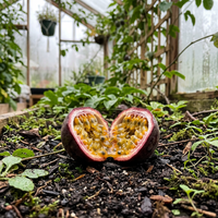 Purple Passion Fruit Seeds for Planting – Heirloom Non-GMO Garden Seeds