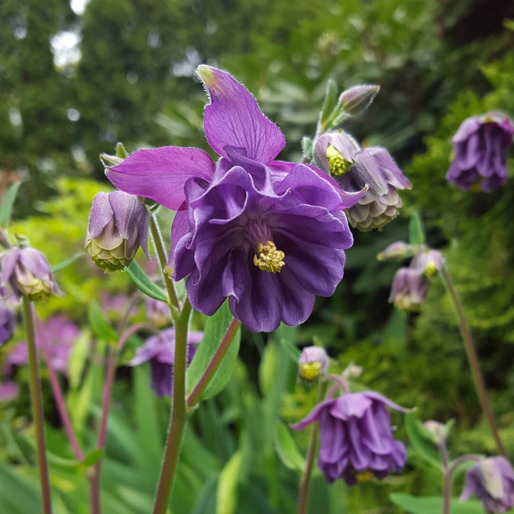 Aquilegia Flower Seeds Purple for Planting NON GMO Seeds