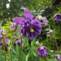 Aquilegia Flower Seeds Purple for Planting NON GMO Seeds
