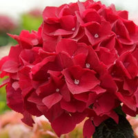 Heirloom Deep Red Hydrangea Flower Seeds, Non-GMO Vibrant Blooms for Planting