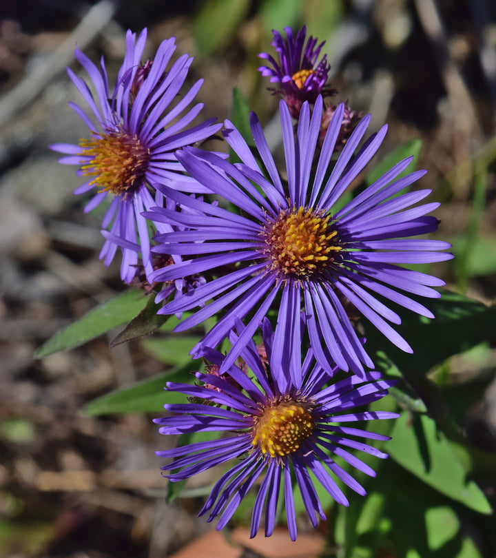 Novae Angliae Purple Flower Seeds – Organic, Heirloom, Non-GMO Seeds for Planting