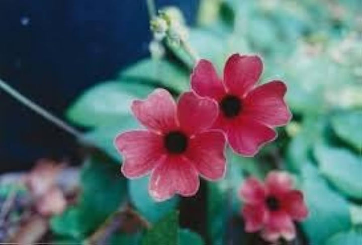 Alata Flower Seeds for Planting, 100 pcs