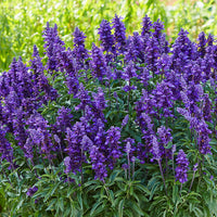 Farinacea Violet Seeds for Planting – Organic, Heirloom, Non-GMO Garden Seeds