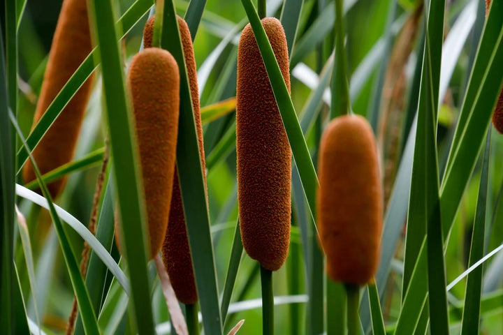 Cattails Seeds for Planting – Organic, Heirloom, Non-GMO Aquatic Flower Seeds