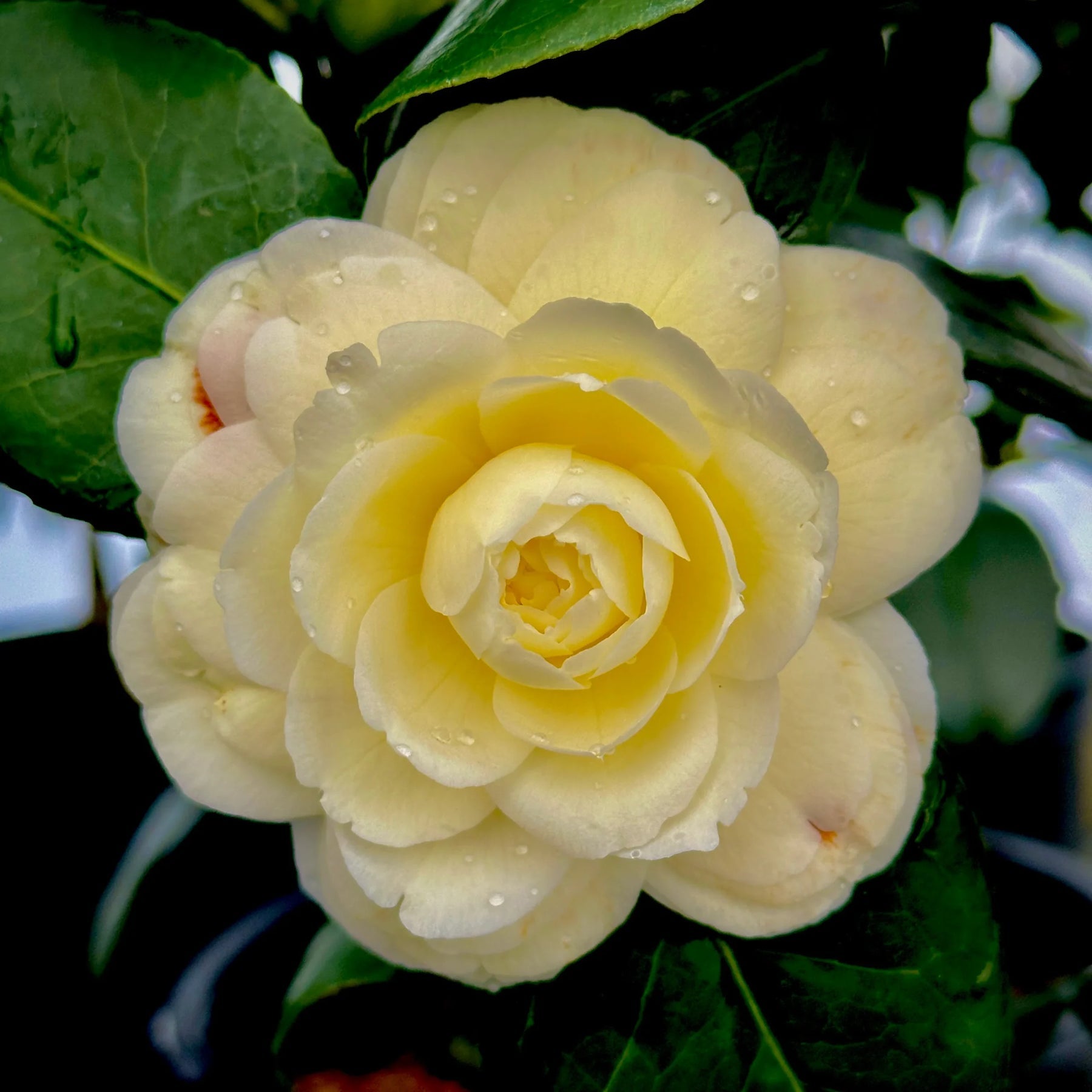 Organic Heirloom Camellia Light Yellow Flower Seeds – Non-GMO Ornamental Seeds for Planting