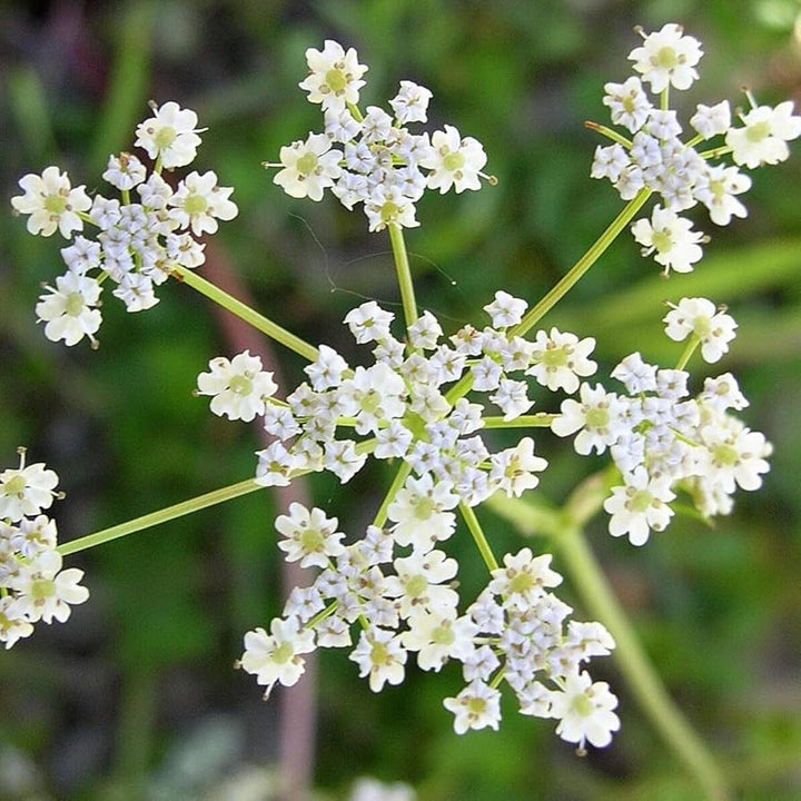 Heirloom Caraway Flower Seeds, Non-GMO Aromatic Herb Blooms for Culinary and Garden Planting