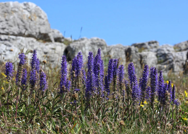 Veronica Spicata Flower Seeds for Planting, NON GMO Seeds