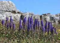 Veronica Spicata Flower Seeds for Planting, NON GMO Seeds