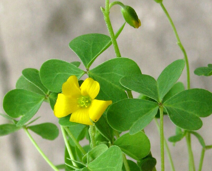 Yellow Oxalis Versicolor Seeds – Heirloom, Non-GMO Flower Seeds for Planting