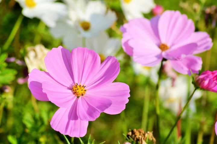 Pink Yellow Leucanthemum Seeds for Planting - NON GMO Seeds