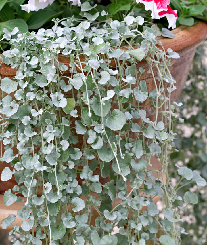 Dichondra Blue Seeds for Planting – Organic, Heirloom, Non-GMO Trailing Plant Seeds