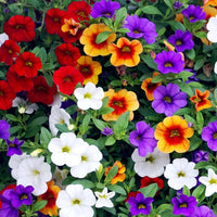 Organic Heirloom Mixed Calibrachoa Flower Seeds – Non-GMO Vibrant Seeds for Planting