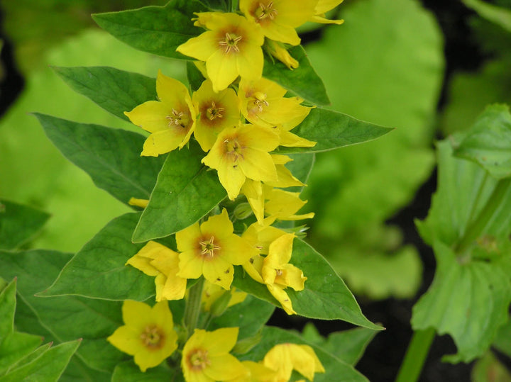 Heirloom Non-GMO Lysimachus Punctata Flower Seeds for Garden Planting – Bright Yellow Perennial Blooms