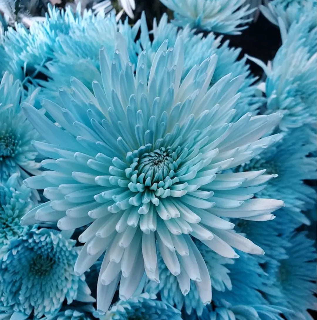 Organic Heirloom Non-GMO Blue Yellow Chrysanthemum Seeds for Planting – Garden Blooms