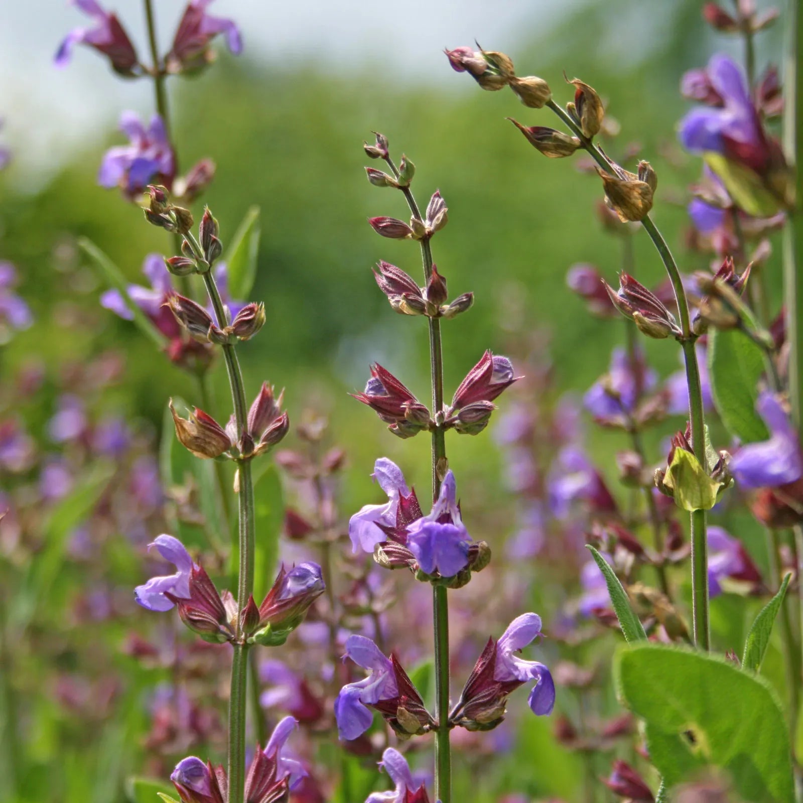 Sage Flower Seeds – Heirloom Non-GMO Herb Seeds for Fragrant and Medicinal Garden Use