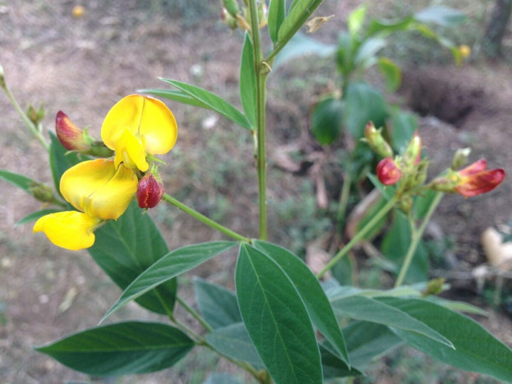 Yellow Cajanus Flower Seeds for Planting, NON GMO Seeds