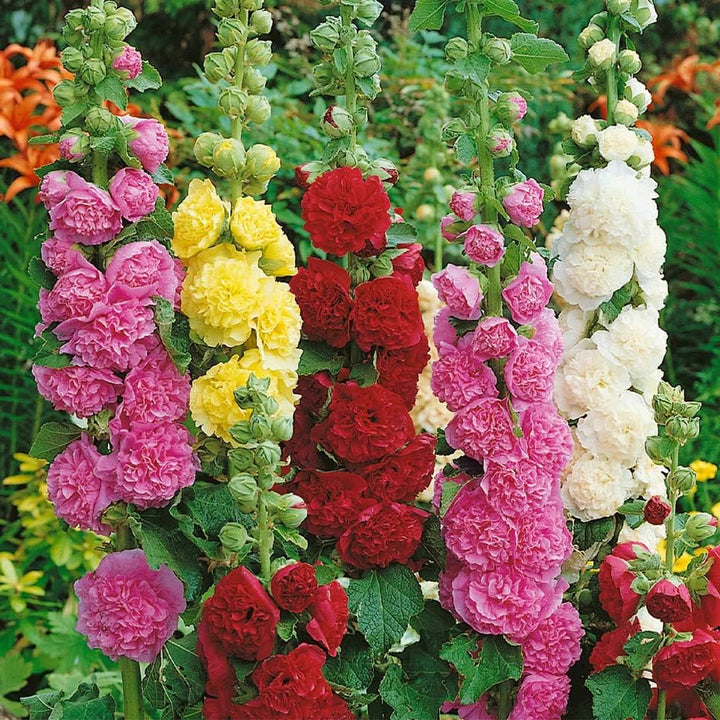 Organic Mixed Danish Hollyhock Flower Seeds for Planting – Heirloom, Non-GMO
