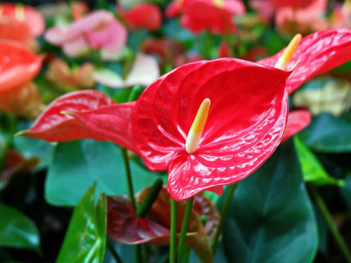 Anthurium Flower Seeds Heirloom Non GMO Planting - 100 pcs