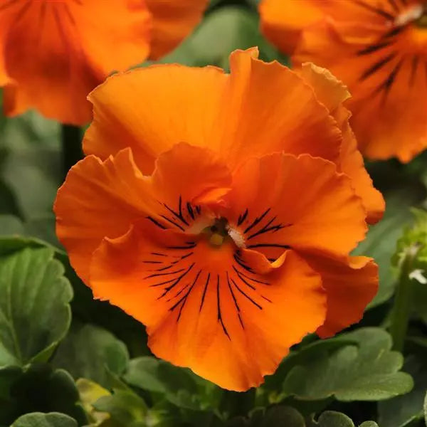 Organic Orange Frizzle Sizzle Flower Seeds for Planting – Heirloom, Non-GMO