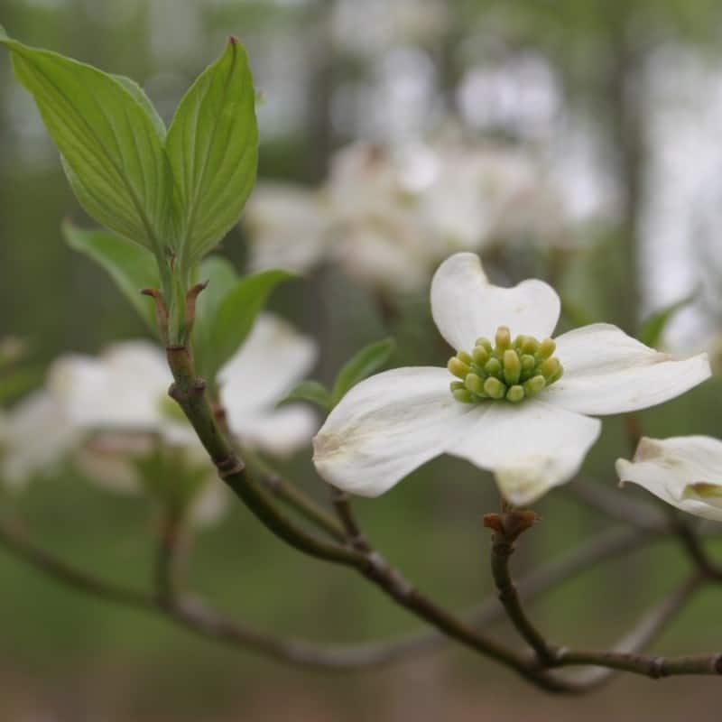 Heirloom Non-GMO Cornus Flower Seeds for Garden Planting – Ornamental Dogwood Blooms