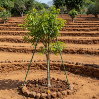 Heirloom Boswellia Sacra Seeds for Growing – Non-GMO Frankincense Tree Variety