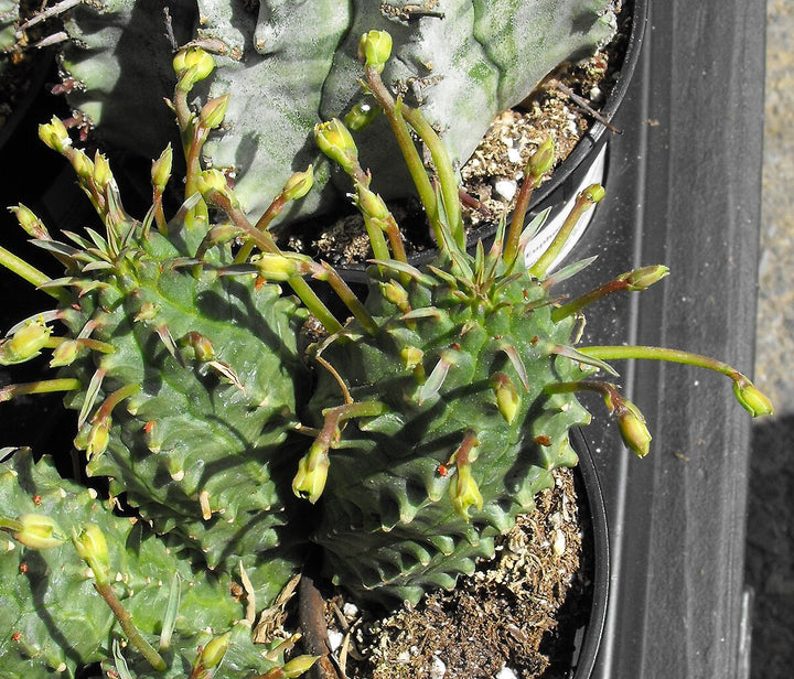 Euphorbia Spiralis Plant Seeds – Heirloom, Non-GMO, Unique Spiral Succulent for Garden Planting