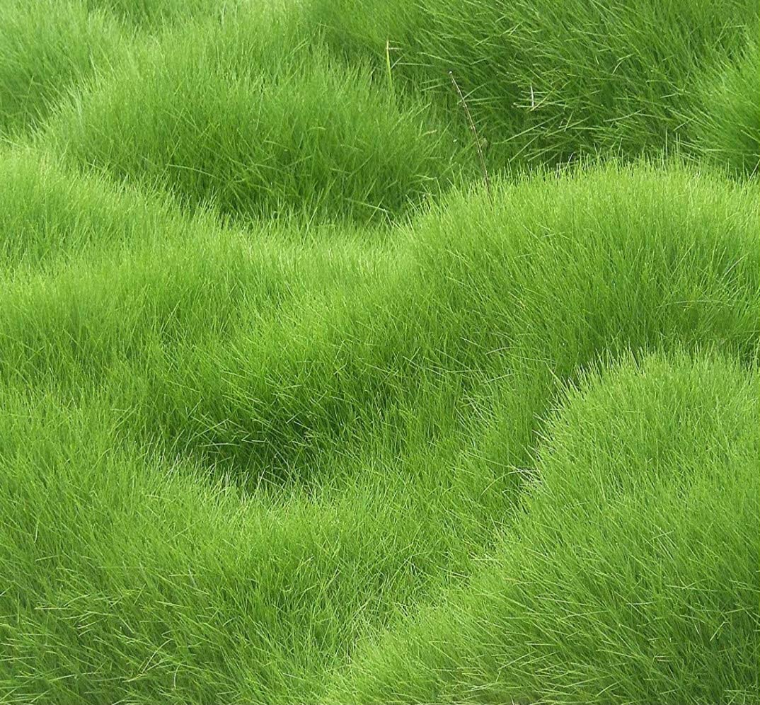 Organic Lawn Grass Seeds ? Rainbow Shades for Home Landscaping