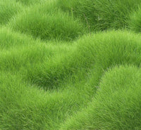 Organic Lawn Grass Seeds ? Rainbow Shades for Home Landscaping