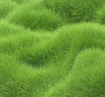 Organic Lawn Grass Seeds ? Rainbow Shades for Home Landscaping