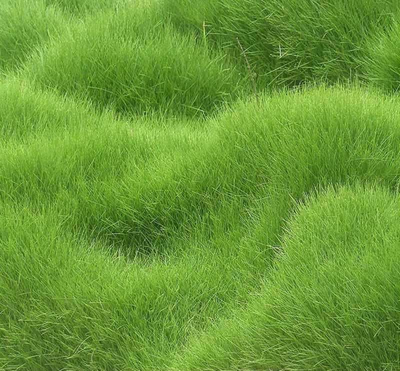 Organic Lawn Grass Seeds ? Rainbow Shades for Home Landscaping