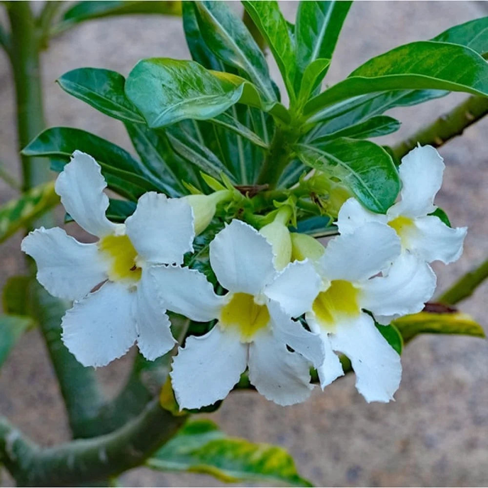 Organic Heirloom White Adenium Seeds – Non-GMO Desert Rose Succulent Seeds for Planting