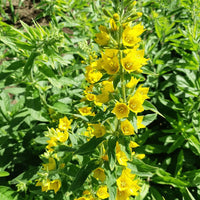 Lysimachia Punctata Yellow Seeds – Organic, Heirloom, Non-GMO Seeds for Planting