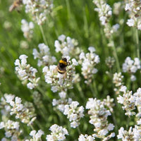 Non-GMO White Provence Lavender Flower Seeds for Planting – Garden Blooms