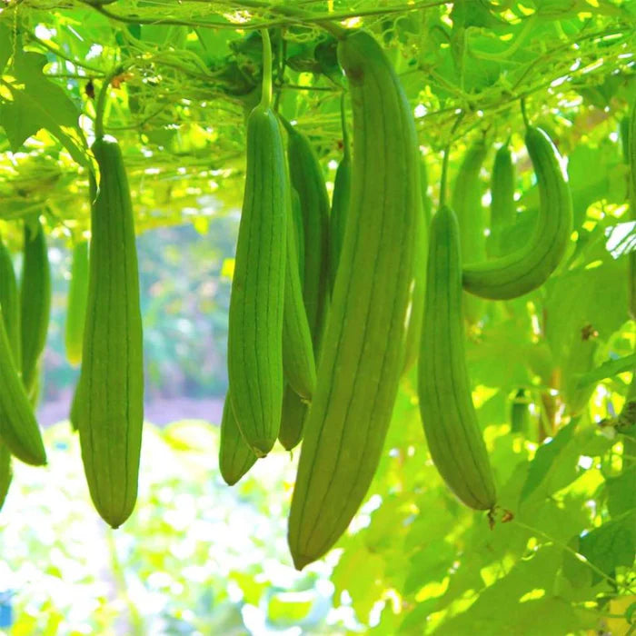 Luffa Gourd Sponge Seeds for Planting heirloom & Non-GMO Seeds