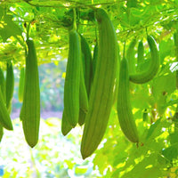 Luffa Gourd Sponge Seeds for Planting heirloom & Non-GMO Seeds