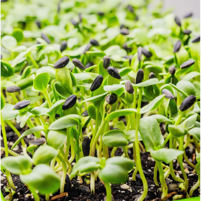 Sunflower Microgreens Seeds – Fast-Growing, Nutrient-Rich Seeds for Planting Indoors or Outdoors
